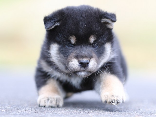 FP5A8661-puppy FP5A8661-puppy