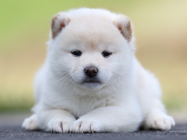 FP5A8697-puppy FP5A8697-puppy