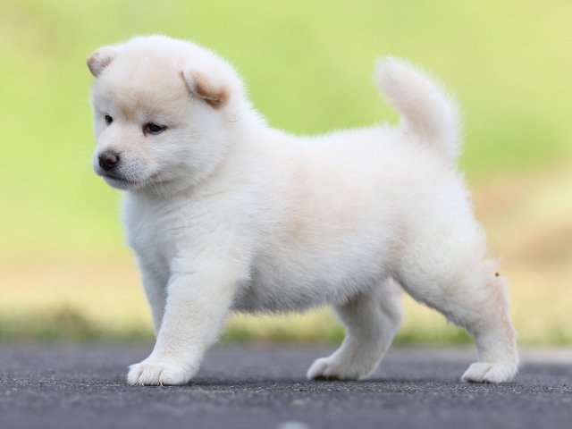 FP5A8764-puppy FP5A8764-puppy