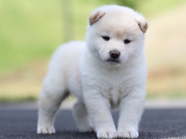 FP5A8814-puppy FP5A8814-puppy
