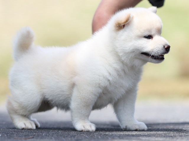 FP5A8823-puppy FP5A8823-puppy
