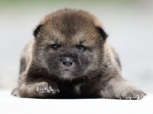 FP5A8884-puppy FP5A8884-puppy