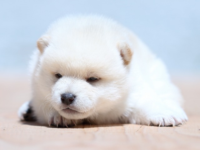 FP5A9025-puppy FP5A9025-puppy