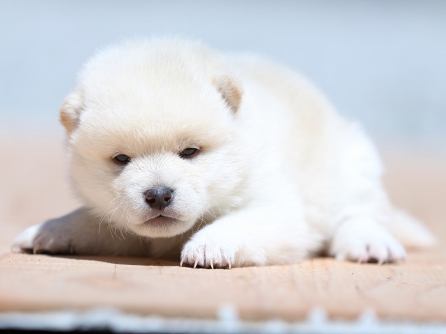 FP5A9041-puppy FP5A9041-puppy