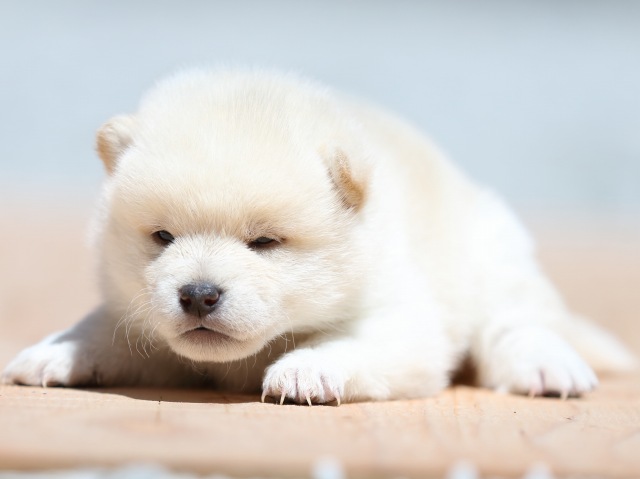 FP5A9051-puppy FP5A9051-puppy