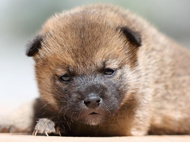FP5A9122-puppy FP5A9122-puppy
