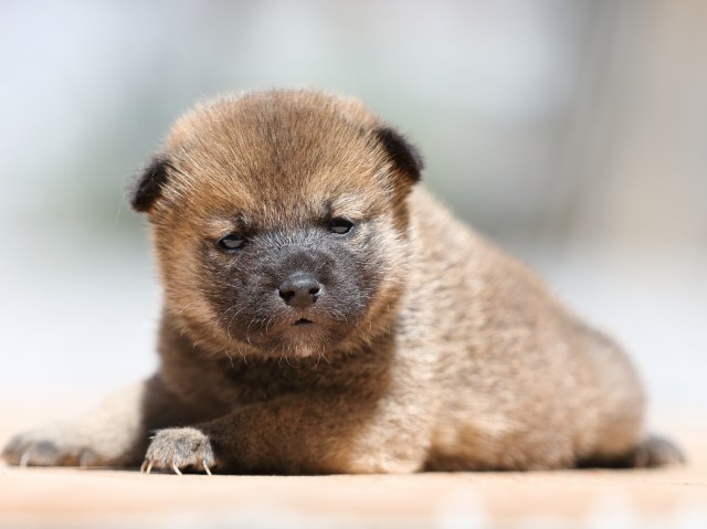 FP5A9127-puppy FP5A9127-puppy
