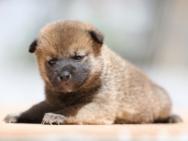 FP5A9129-puppy FP5A9129-puppy
