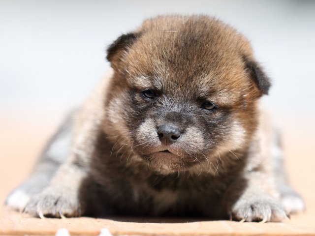 FP5A9188-puppy FP5A9188-puppy