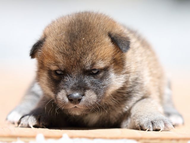 FP5A9191-puppy FP5A9191-puppy