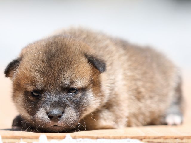FP5A9215-puppy FP5A9215-puppy