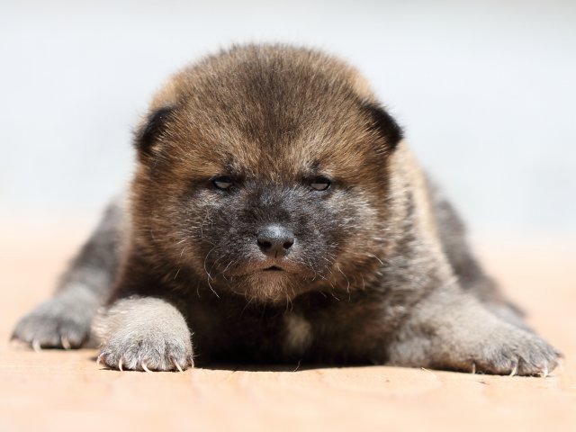 FP5A9231-puppy FP5A9231-puppy