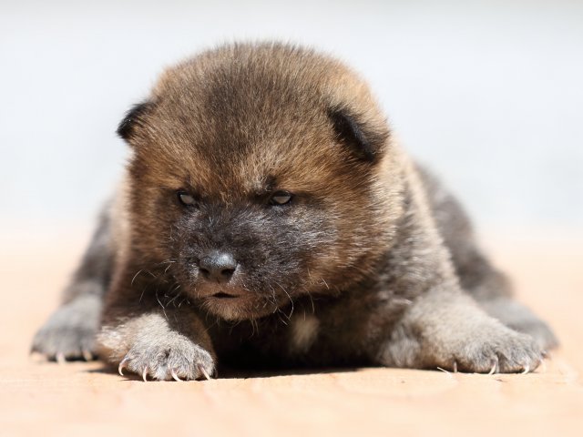 FP5A9284-puppy FP5A9284-puppy
