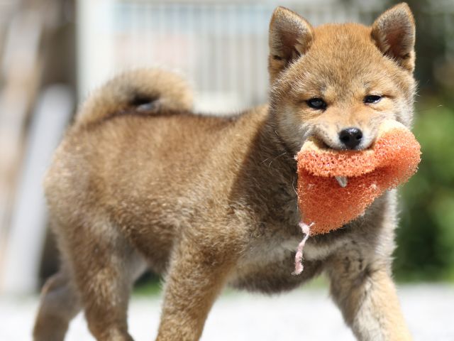FP5A9412-puppy FP5A9412-puppy