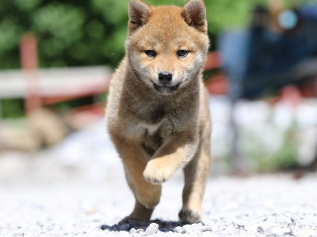 FP5A9426-puppy FP5A9426-puppy