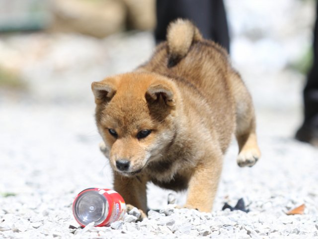 FP5A9487-puppy FP5A9487-puppy