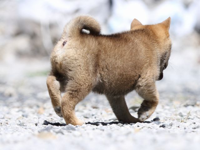 FP5A9517-puppy FP5A9517-puppy