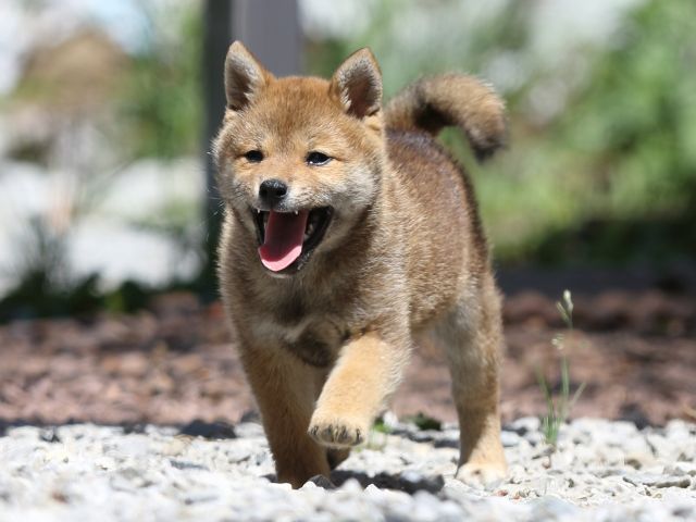 FP5A9580-puppy FP5A9580-puppy