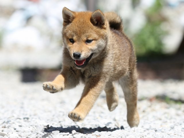 FP5A9595-puppy FP5A9595-puppy