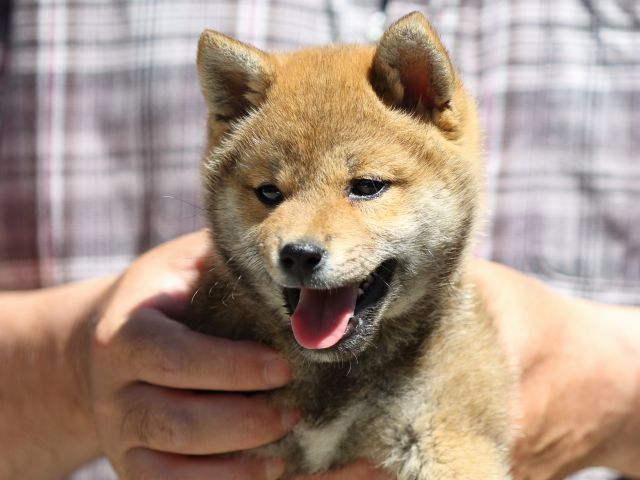 FP5A9697-puppy FP5A9697-puppy