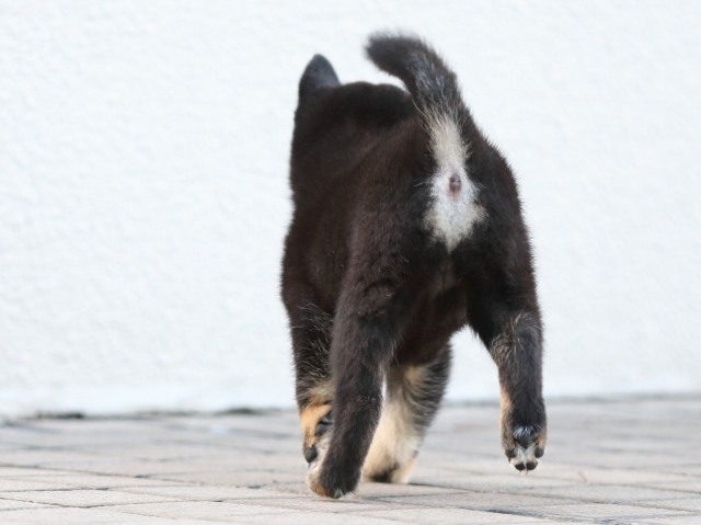 FP5A9848-puppy FP5A9848-puppy