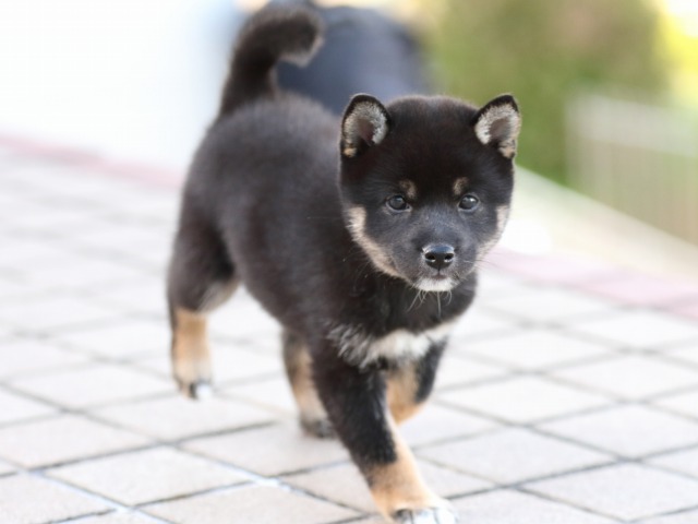 FP5A9885-puppy FP5A9885-puppy