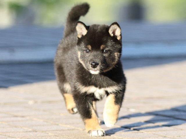 FP5A9913-puppy FP5A9913-puppy