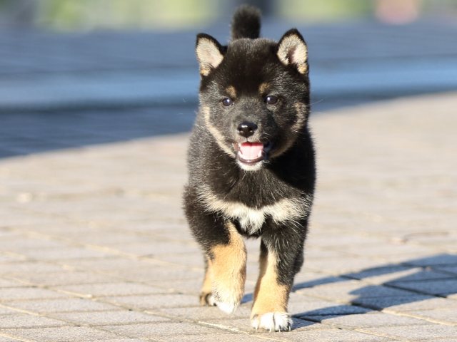 FP5A9918-puppy FP5A9918-puppy