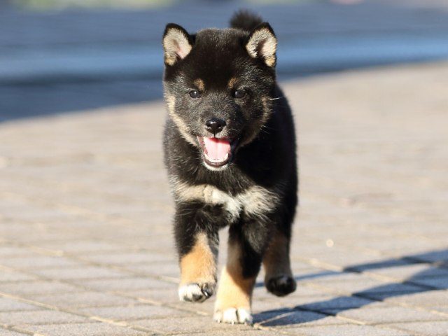FP5A9922-puppy FP5A9922-puppy