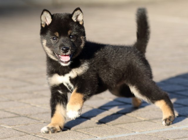 FP5A9973-puppy FP5A9973-puppy