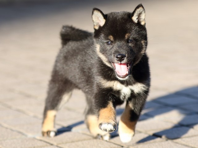 FP5A9978-puppy FP5A9978-puppy