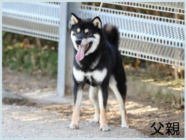 隼人号-shiba 隼人号-shiba