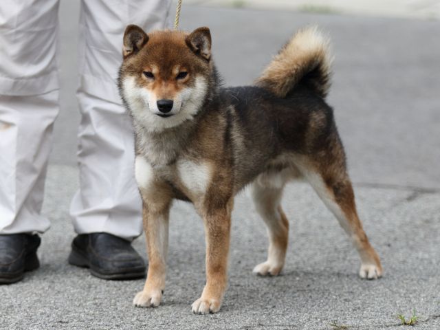 飼い主様決定の子犬 ID2526福玉号 | 【柴犬.net】柴犬専門