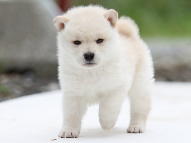 FP5A2677-puppy - コピー FP5A2677-puppy - コピー