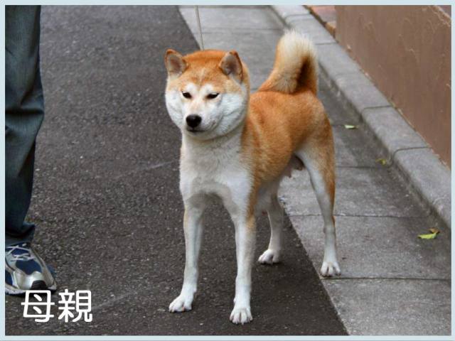 紅桜号-shibainu 紅桜号-shibainu