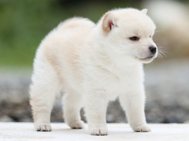 FP5A2502-puppy - コピー FP5A2502-puppy - コピー