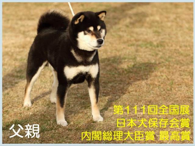 七錦号 七錦号