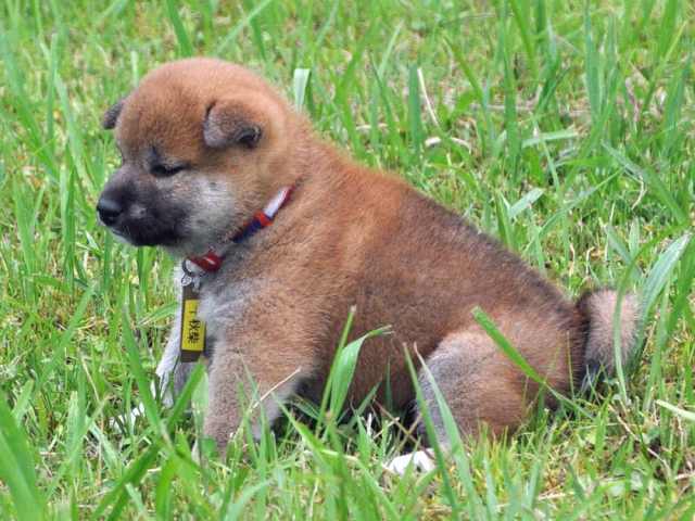 00000091-shibainu 00000091-shibainu