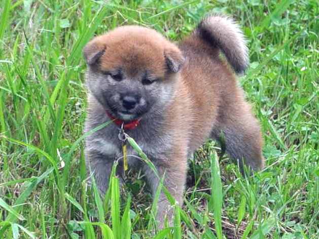 00000092-shibainu 00000092-shibainu