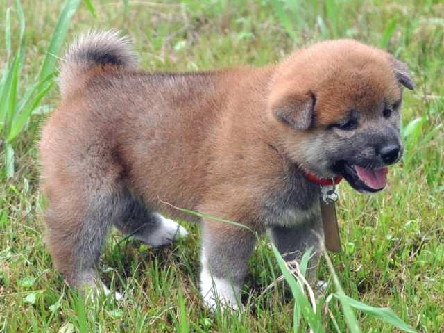00000093-shibainu 00000093-shibainu