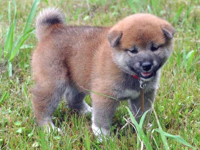 00000094-shibainu 00000094-shibainu