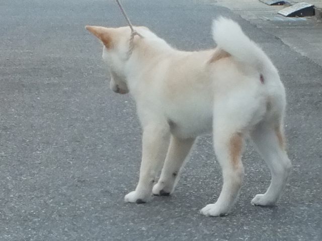00000165-shibainu 00000165-shibainu