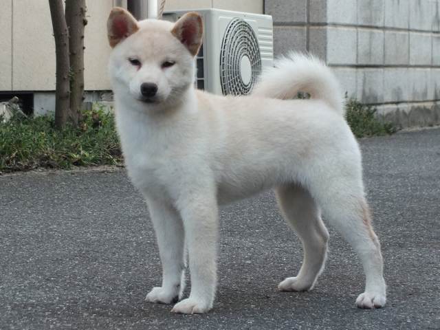 00000168-shibainu 00000168-shibainu