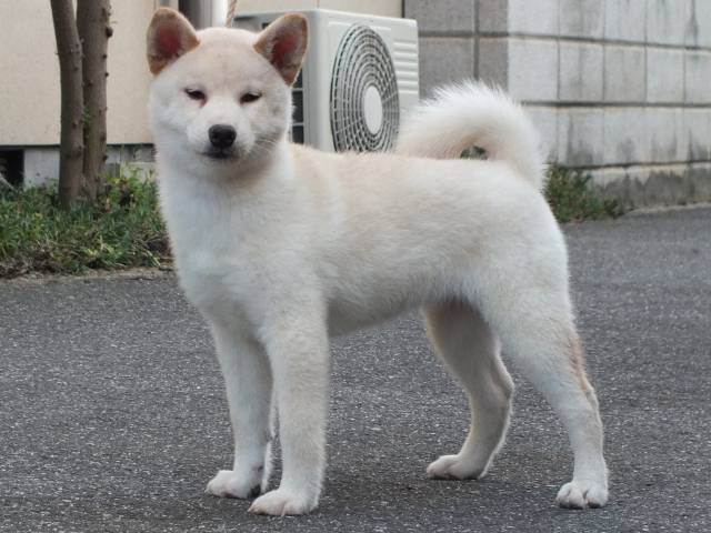 00000170-shibainu 00000170-shibainu
