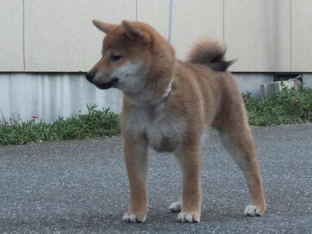 00000176-shibainu 00000176-shibainu
