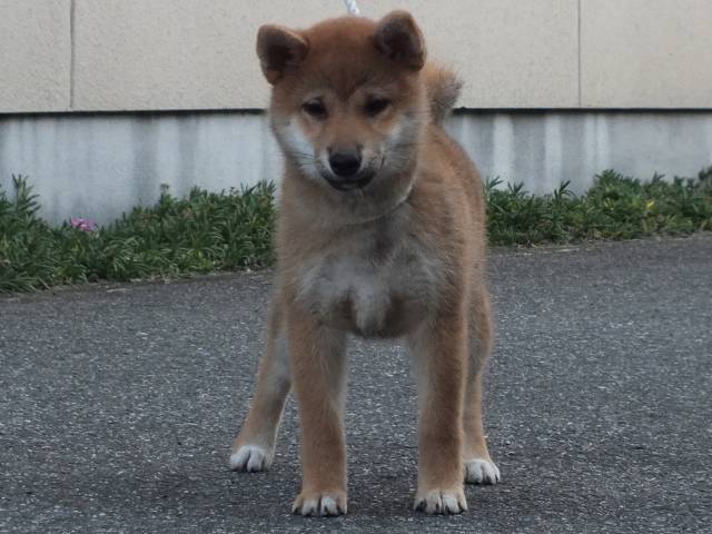 00000177-shibainu 00000177-shibainu