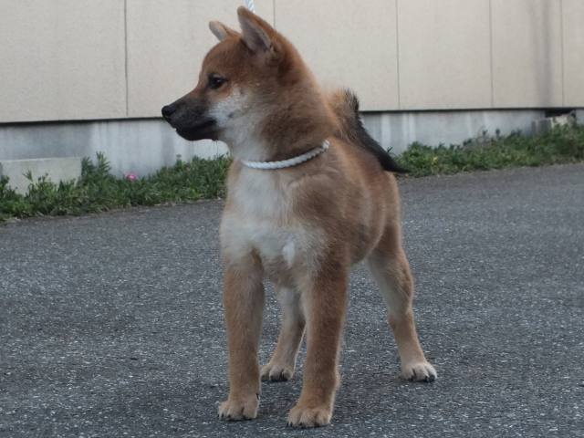 00000178-shibainu 00000178-shibainu