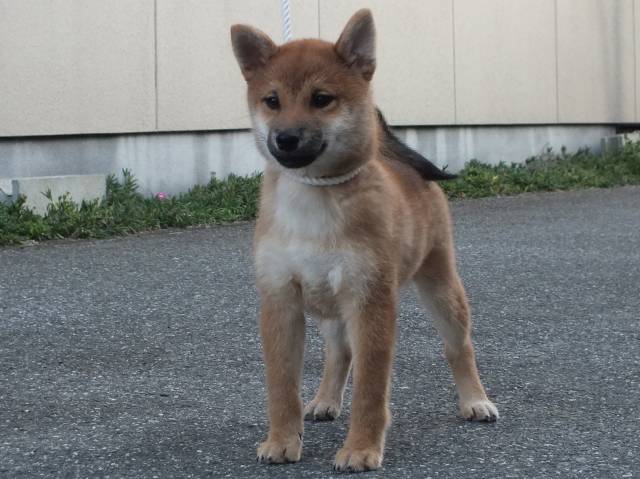 00000179-shibainu 00000179-shibainu