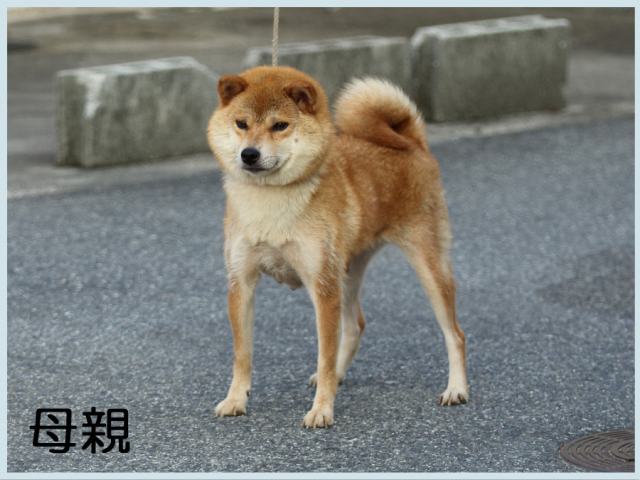 霞の百々華号2015.6.19母 霞の百々華号2015.6.19母
