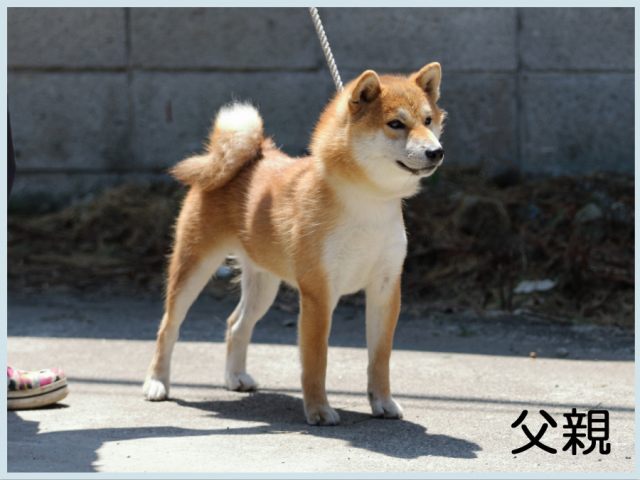 昇竜号 昇竜号